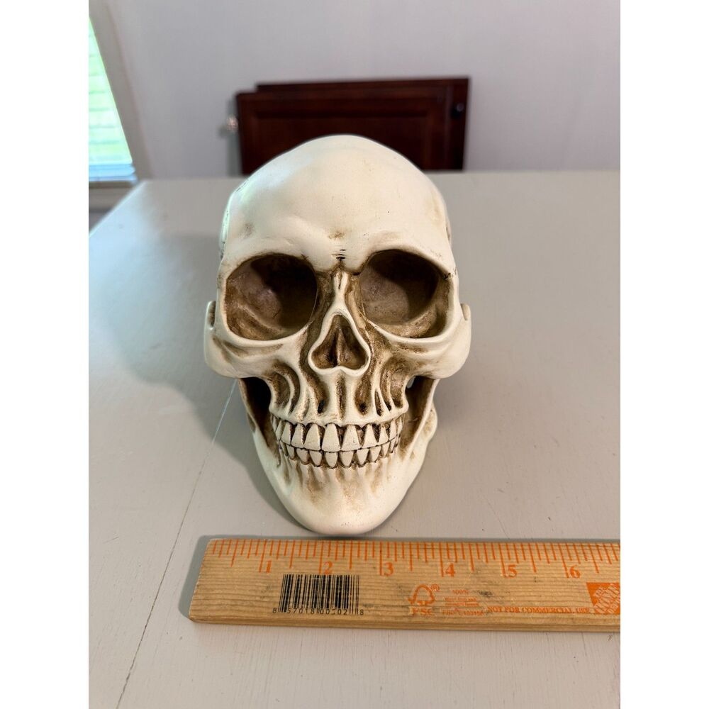 Decorative Skull Halloween Accent Realistic Gothic Spooky Decor 7" Skull - Picture 8 of 8